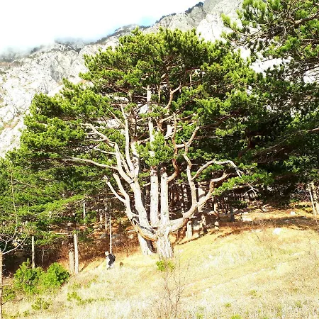 Apartman Taja *